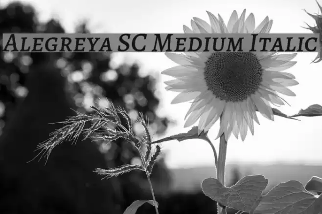 Alegreya SC Medium Italic Font examples
