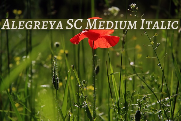 Alegreya SC Medium Italic Example 2