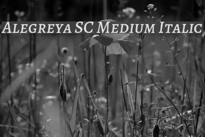 Alegreya SC Medium Italic Font examples