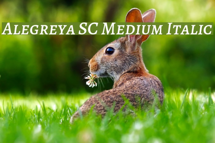 Alegreya SC Medium Italic Example 3