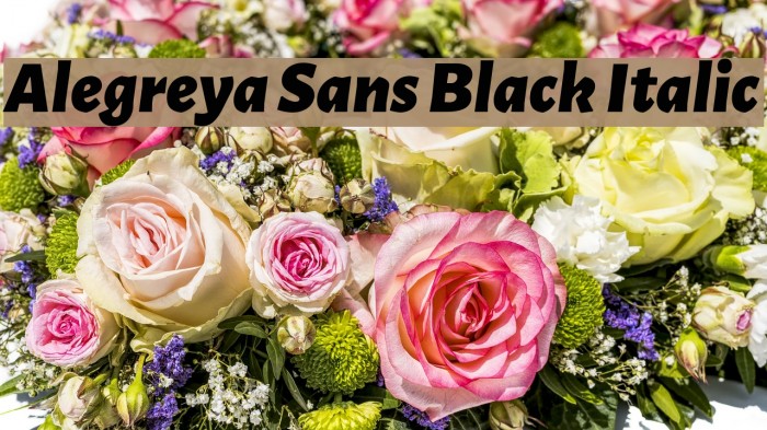 Alegreya Sans Black Italic Font examples