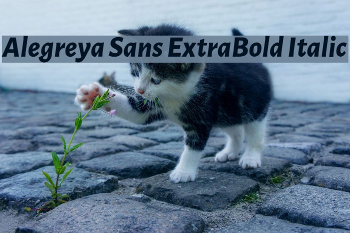 Alegreya Sans ExtraBold Italic Font examples