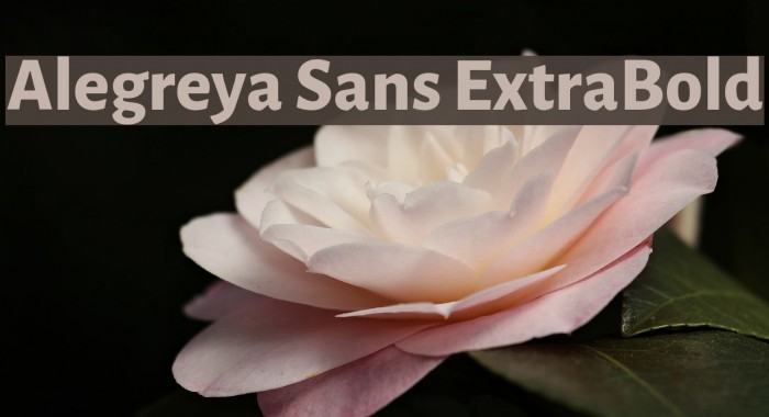 Alegreya Sans ExtraBold Font examples