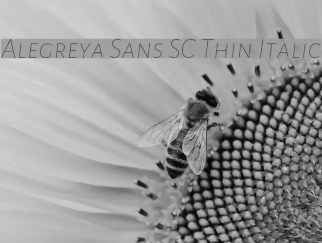 Alegreya Sans SC Thin Italic Font examples
