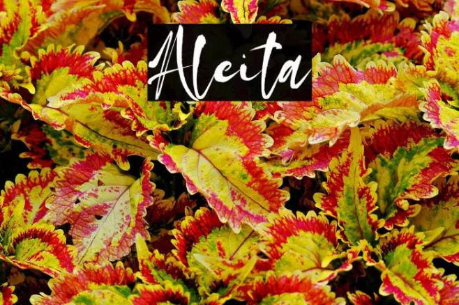 Aleita Example 1