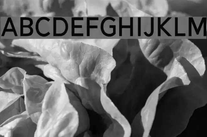 Alesand-Bold Font examples