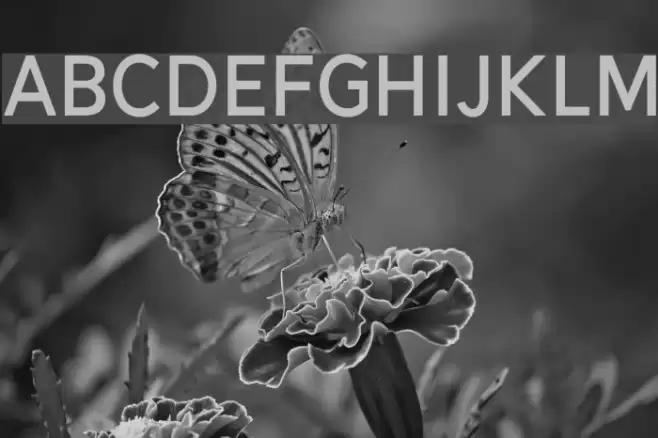 Alesand-Bold Font examples