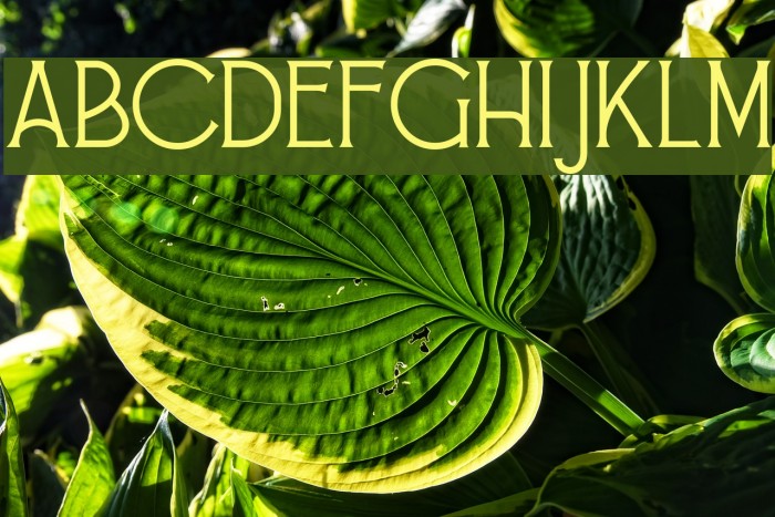 Alessandra Example 2