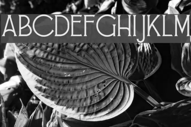 Alessandra Font examples