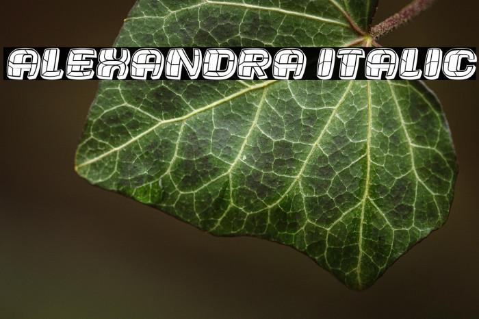 Alexandra Italic Example 2