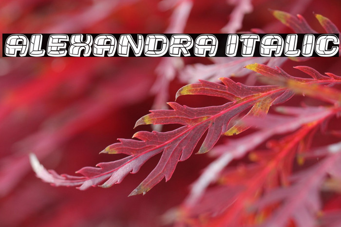 Alexandra Italic Example 3