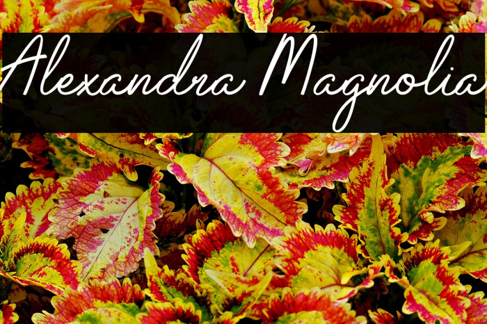 Alexandra Magnolia Example 1