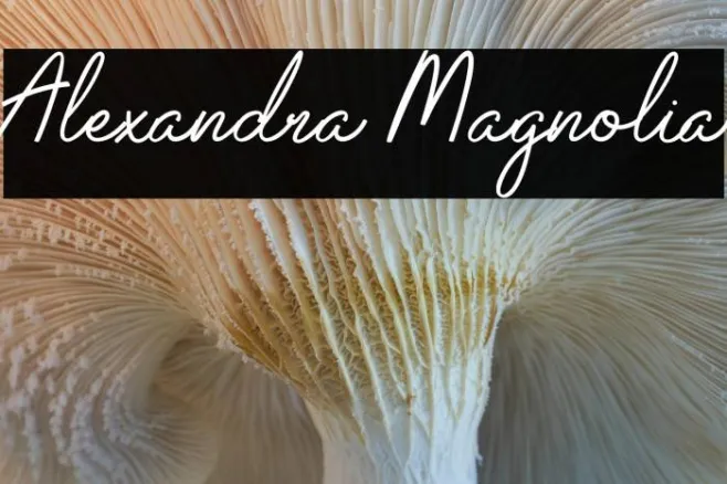 Alexandra Magnolia Example 2