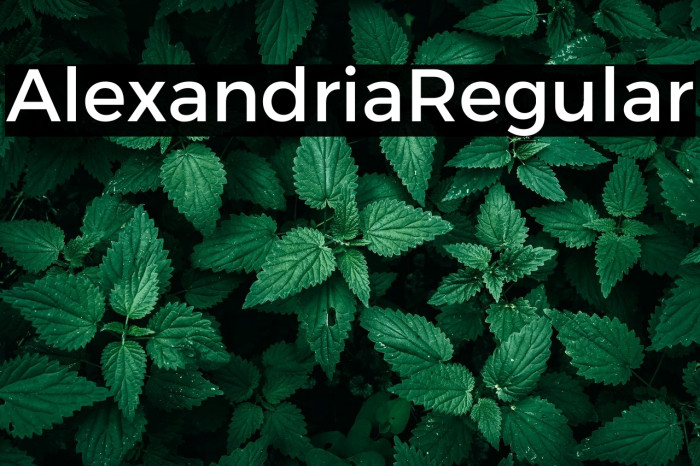 Alexandria Regular Example 3