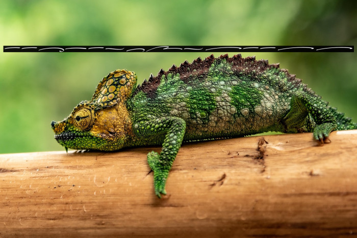 AlexandrySwash Example 3