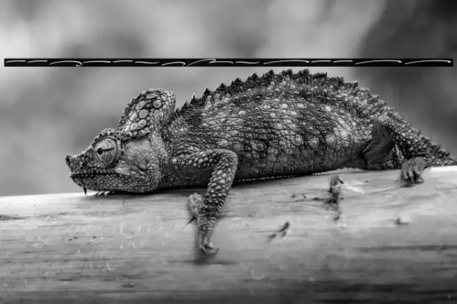 AlexandrySwash Font examples