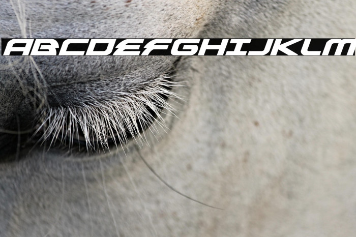 Alexis Bold Italic Example 1