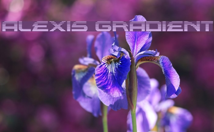 Alexis Gradient Font examples