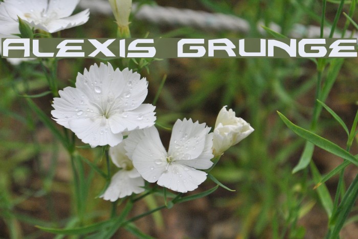 Alexis Grunge Font examples