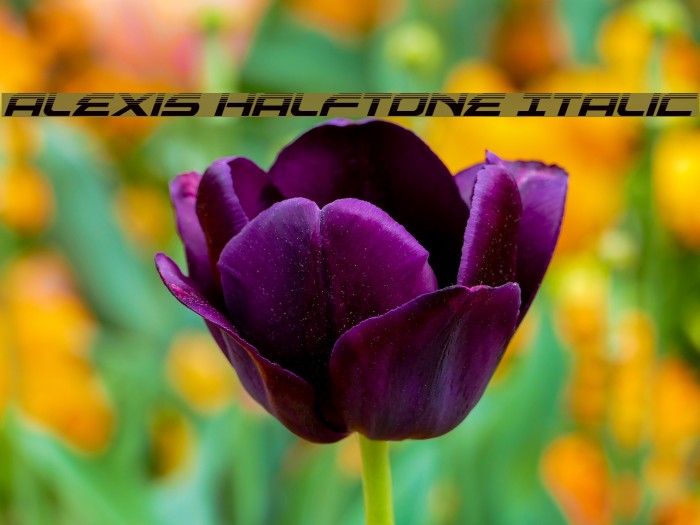 Alexis Halftone Italic Example 1