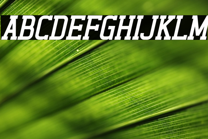 Alexside Italic Example 2