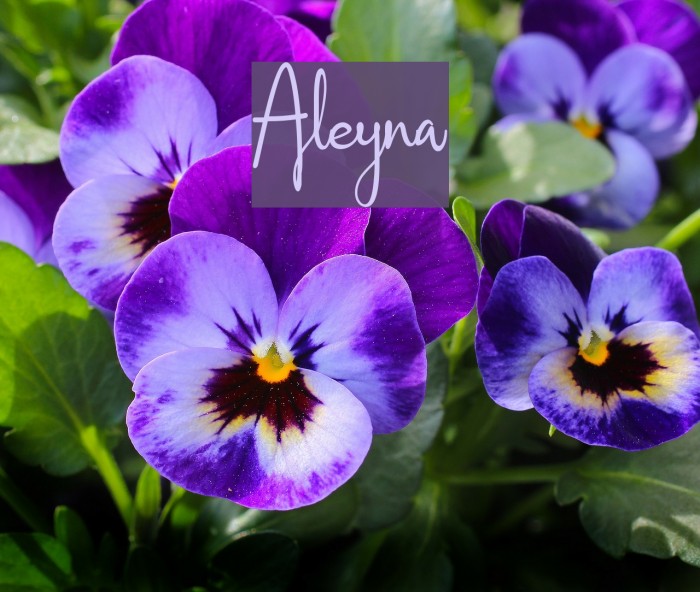 Aleyna Font examples