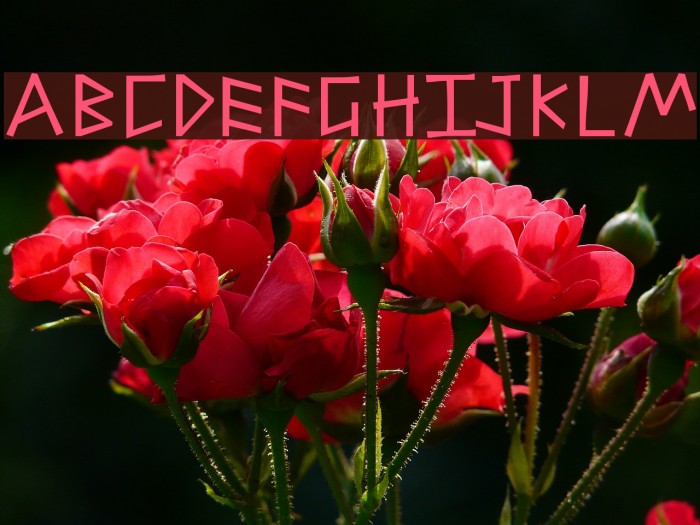 AlfabetixG Font examples