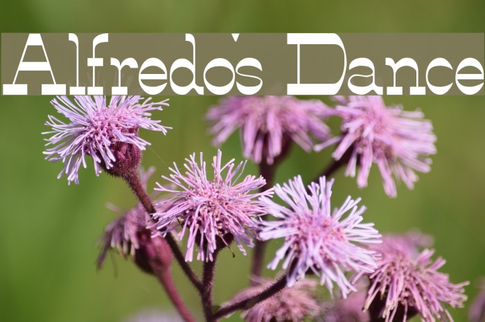 Alfredo's Dance Font examples