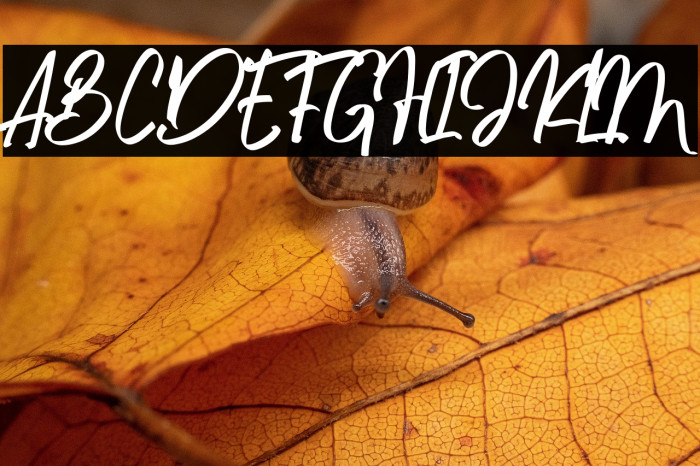 Algenta Font Example 3