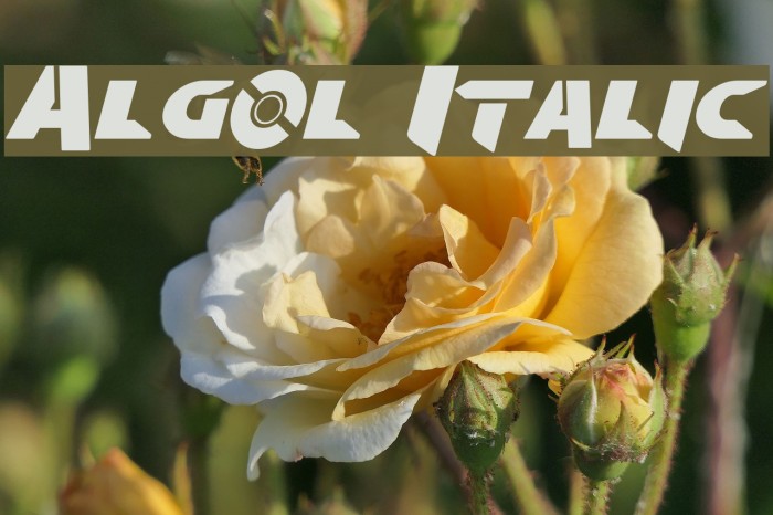 Algol Italic Font examples