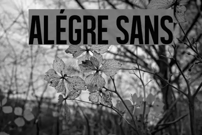Alégre Sans Font examples