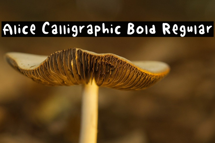 Alice Calligraphic Bold Regular Example 3