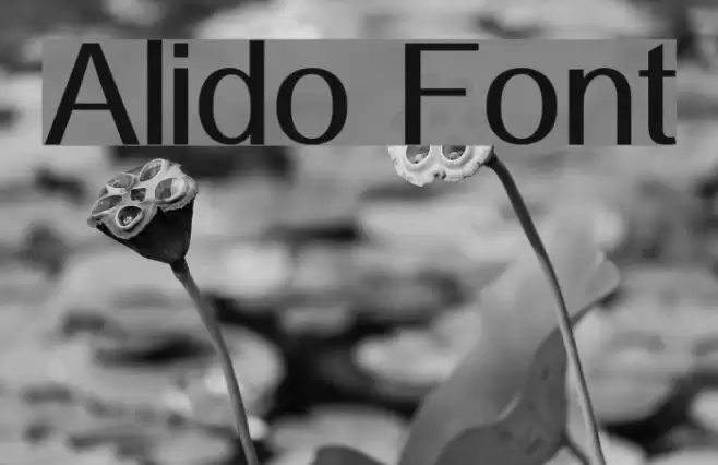 Alido Font examples