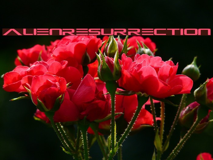 Alien-Resurrection Font examples