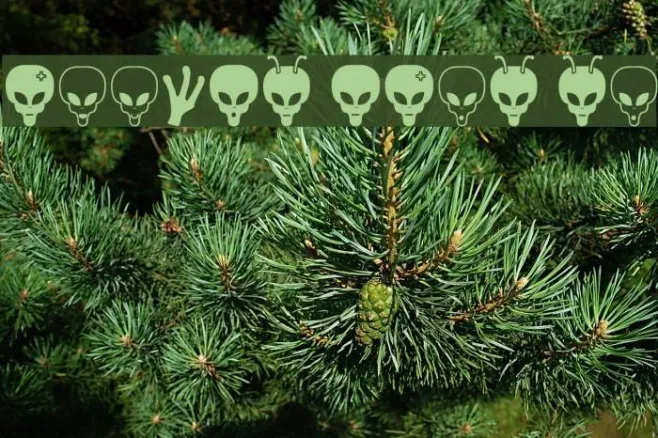 Aliens Bats St Example 2
