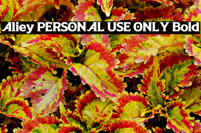 Aliey PERSONAL USE ONLY Bold Example 2