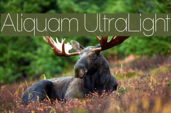 Aliquam UltraLight Font examples
