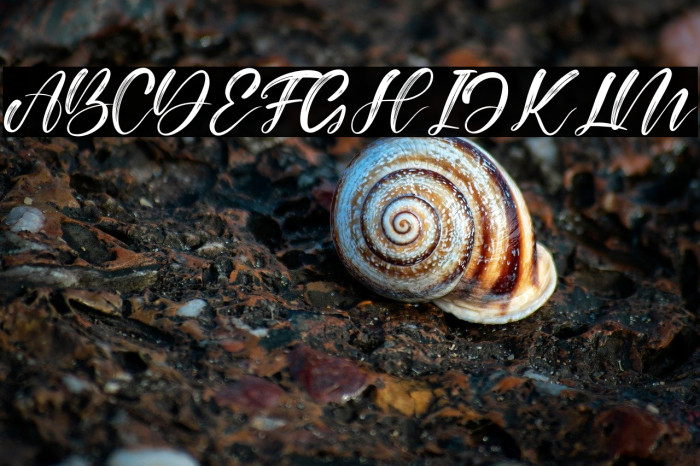 Alisabela Brushley Example 3