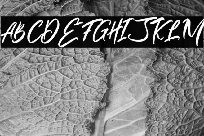 AlivaBrushScript-Regular Font examples