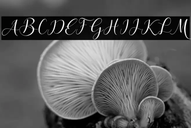 Aliyana Font examples