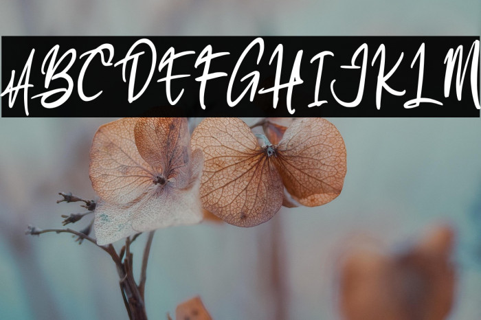 AlkatrosFREE Example 1