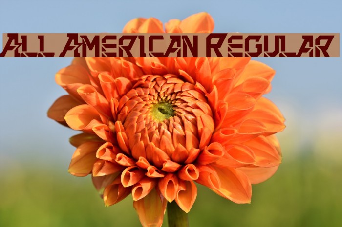 All American Regular Example 1