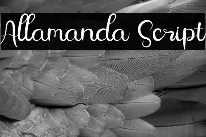 Allamanda Script Font examples