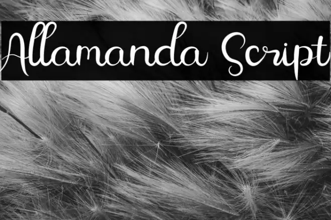 Allamanda Script Font examples
