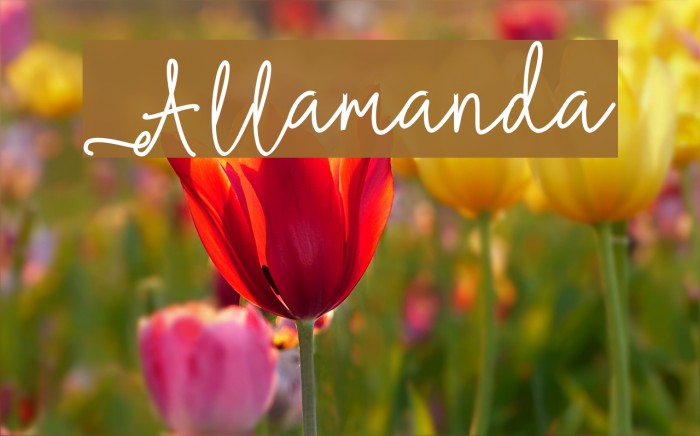 Allamanda Font examples