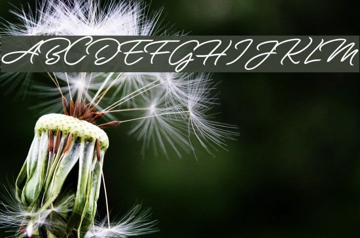 Allegratta Personal Use Regular Font examples