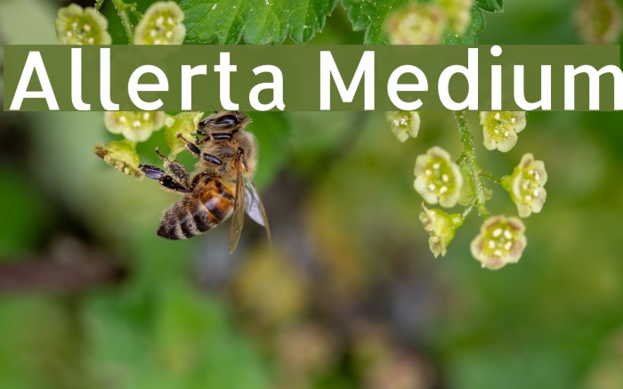 Allerta Medium Font examples