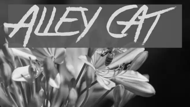 Alley Cat Font examples