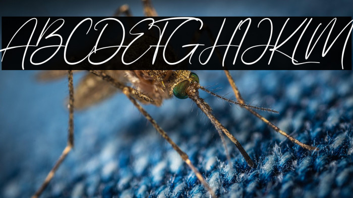 Allezia Sttacy Example 1