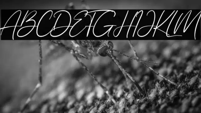 Allezia Sttacy Font examples